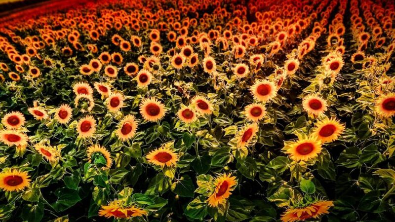 Am Radschnellweg in Monheim: Sonnenblumen stehen jetzt in voller Blüte