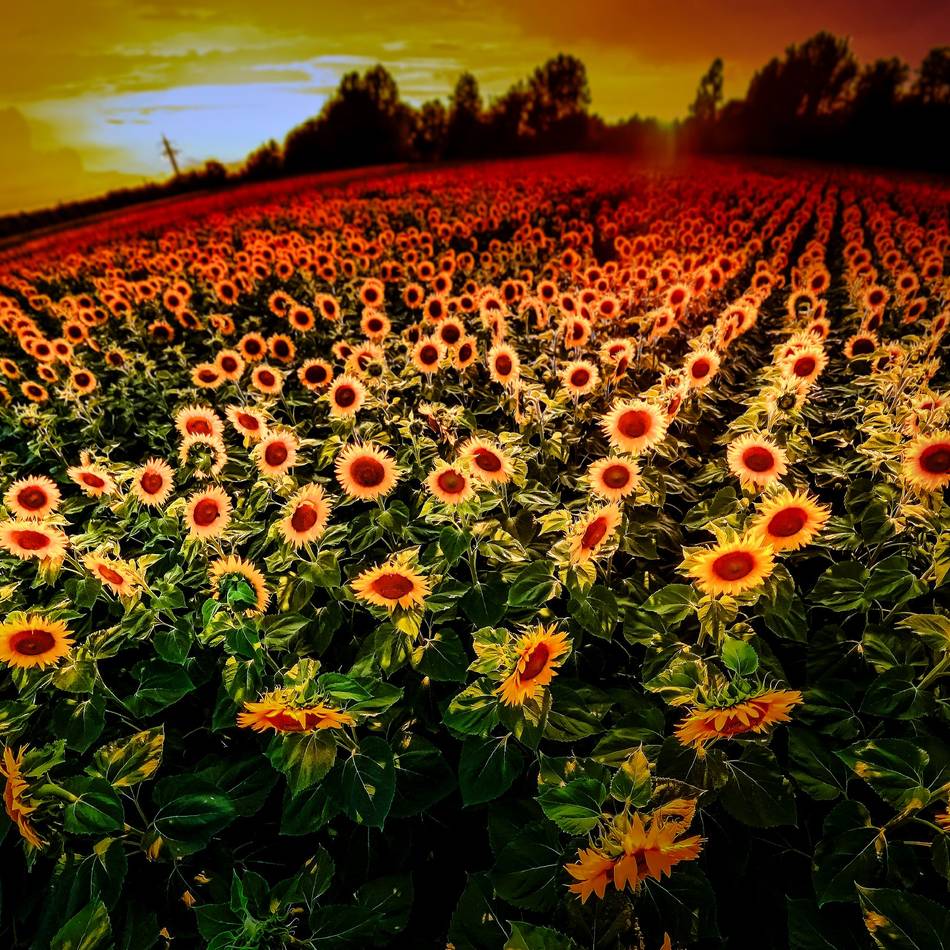 Am Radschnellweg in Monheim: Sonnenblumen stehen jetzt in voller Blüte