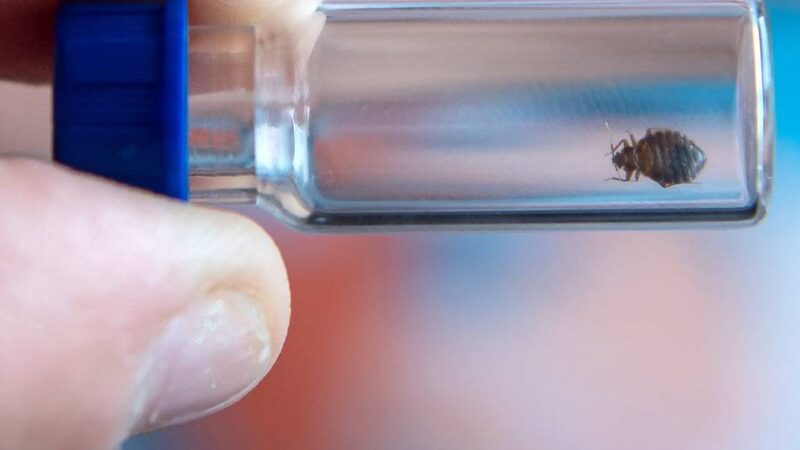 Schädlinge gefunden: Verdacht auf Bettwanzenbefall in Dormagener Klinik