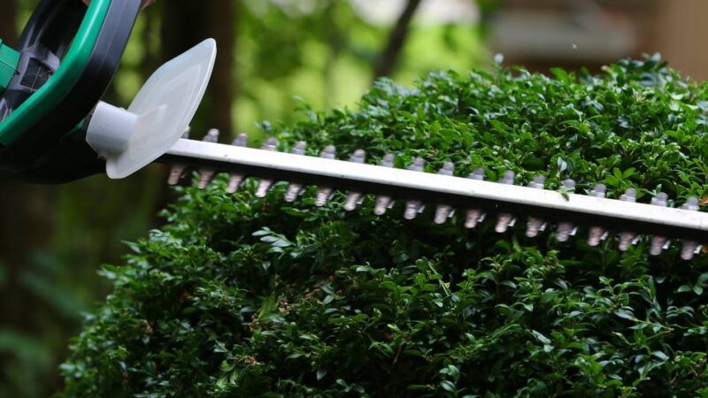 Wettbewerb gestartet: Kreis Wesel sucht die schönste Hecke – das ist das Preisgeld