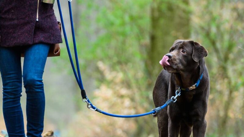 Streit um frel laufende Hunde: „Manche Besitzer werden sogar richtig pampig“