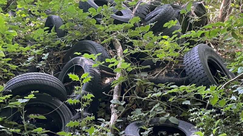 Revierförster frustriert: Reichswald wird zur Müllkippe – Autoreifen, Farbeimer und Plastikstühle entsorgt