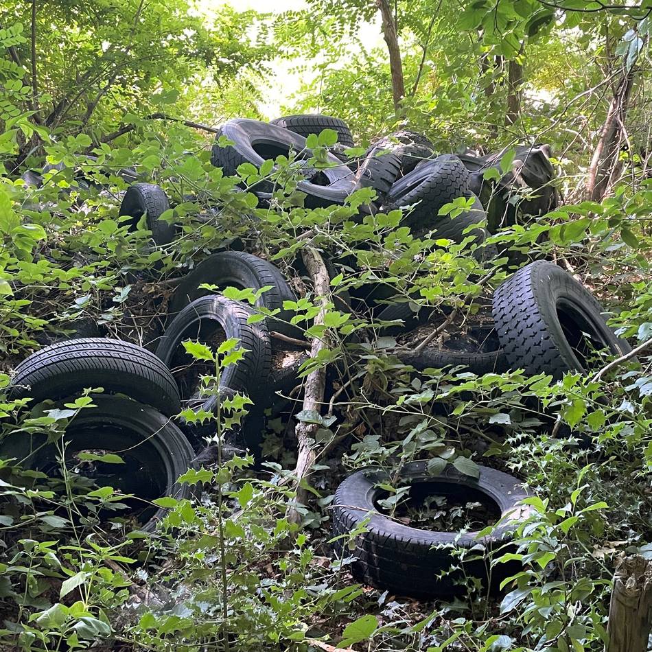 Revierförster frustriert: Reichswald wird zur Müllkippe – Autoreifen, Farbeimer und Plastikstühle entsorgt