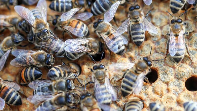 Veterinäramt des Oberbergischen Kreises: Neue Ausbrüche der Amerikanischen Faulbrut in zwei weiteren Bienenständen