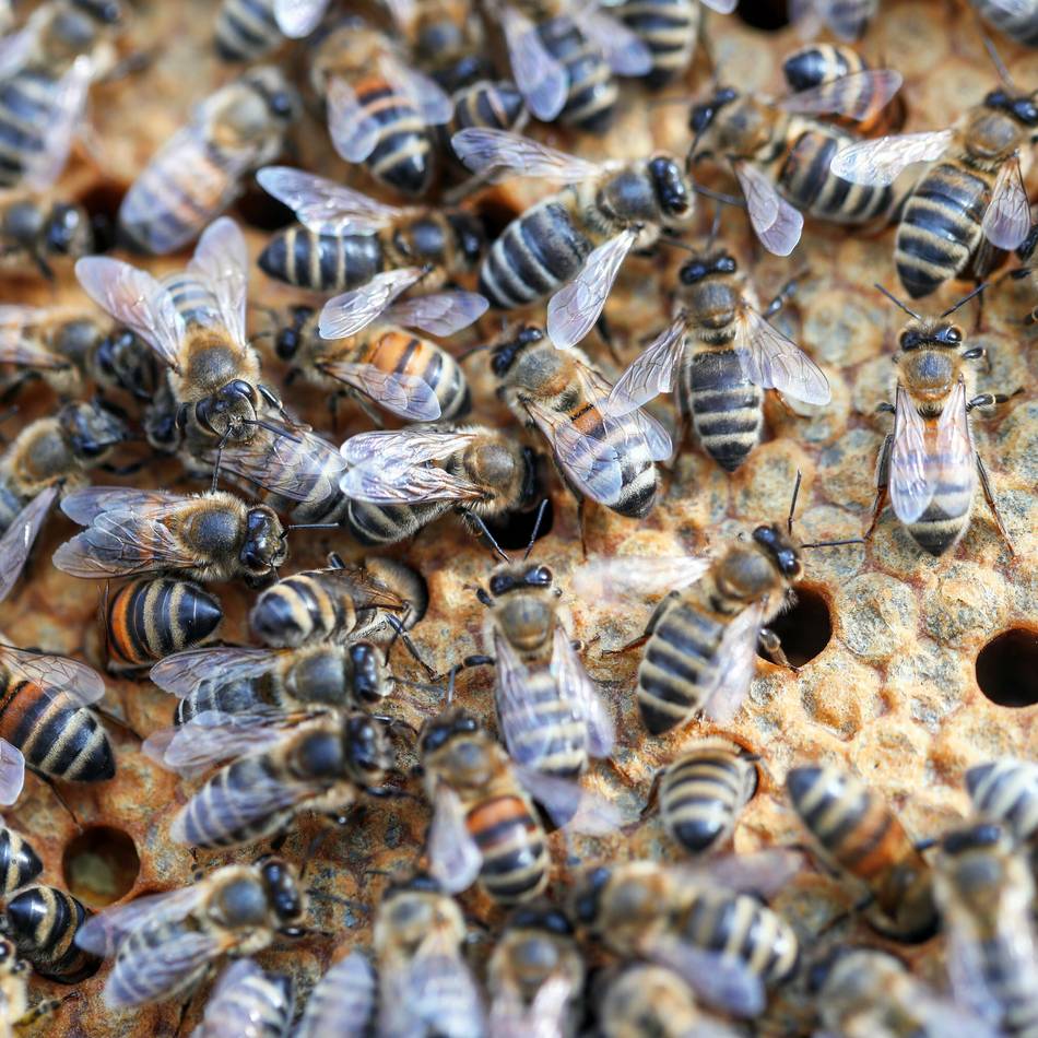 Veterinäramt des Oberbergischen Kreises: Neue Ausbrüche der Amerikanischen Faulbrut in zwei weiteren Bienenständen