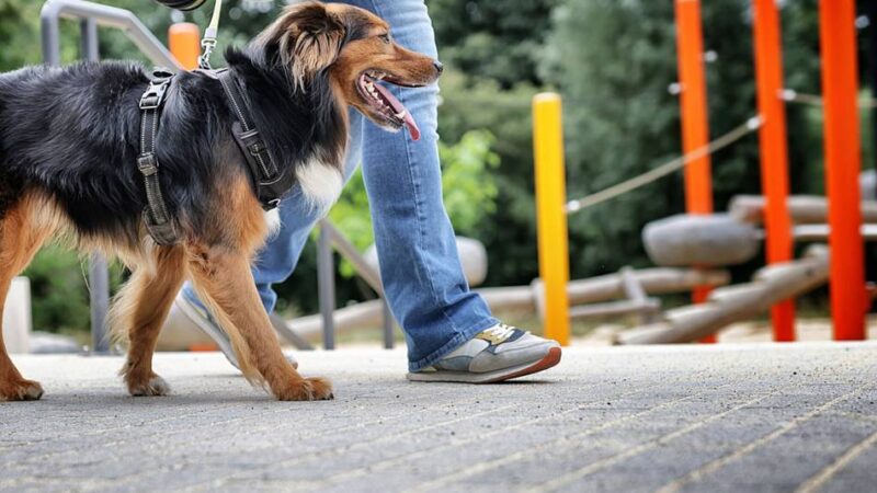 Ermahnung in Mettmann: Hunde sind auf Spielplätzen verboten