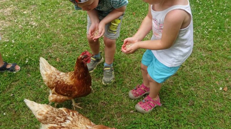 Tierprojekt in der Kita St. Marien in Radevormwald: Hühner zu Gast – und die Kinder mittendrin