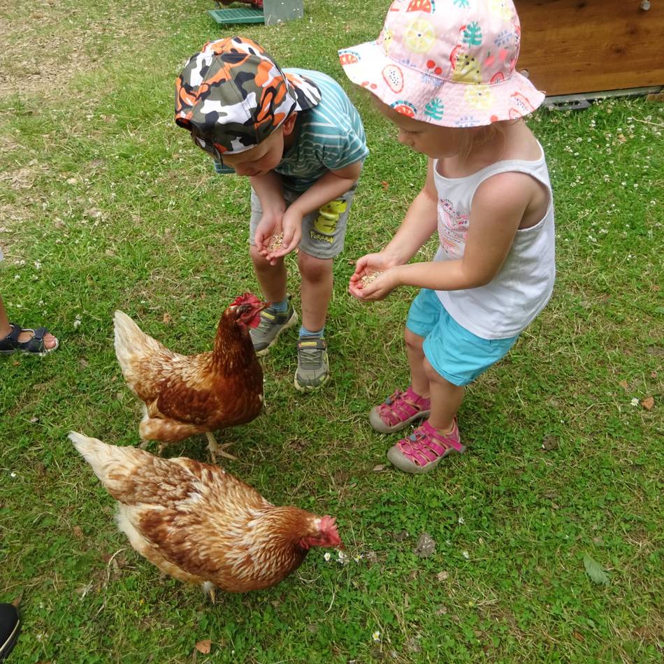 Tierprojekt in der Kita St. Marien in Radevormwald: Hühner zu Gast – und die Kinder mittendrin