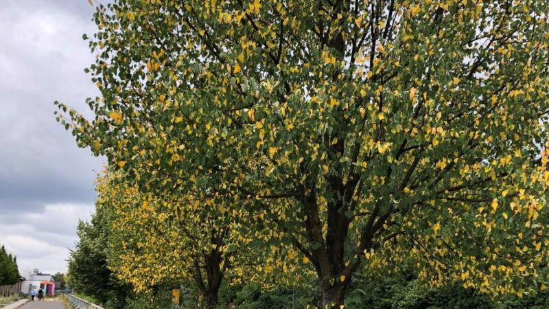 Hitze und Trockenheit in Wermelskirchen: Stadtbäume leiden unter der Hitze – und der Betriebshof kämpft mit begrenzten Mitteln