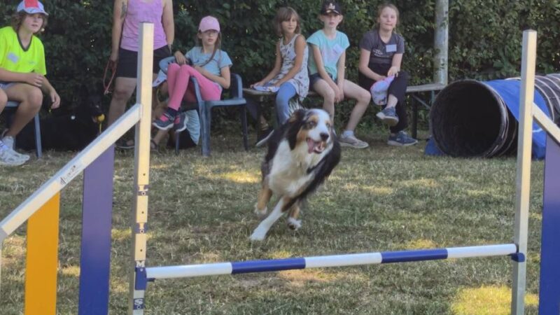 Ferienspiele beim Schäferhundverein Veen: Erst ins Planschbecken, dann in den Hunde-Parcours