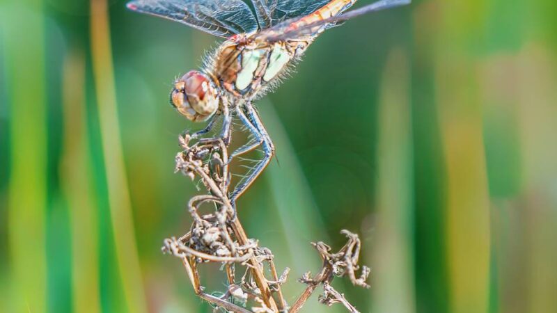 Fotografie in Korschenbroich: Farbenfrohe Fotos aus der Fülle der Natur geschöpft