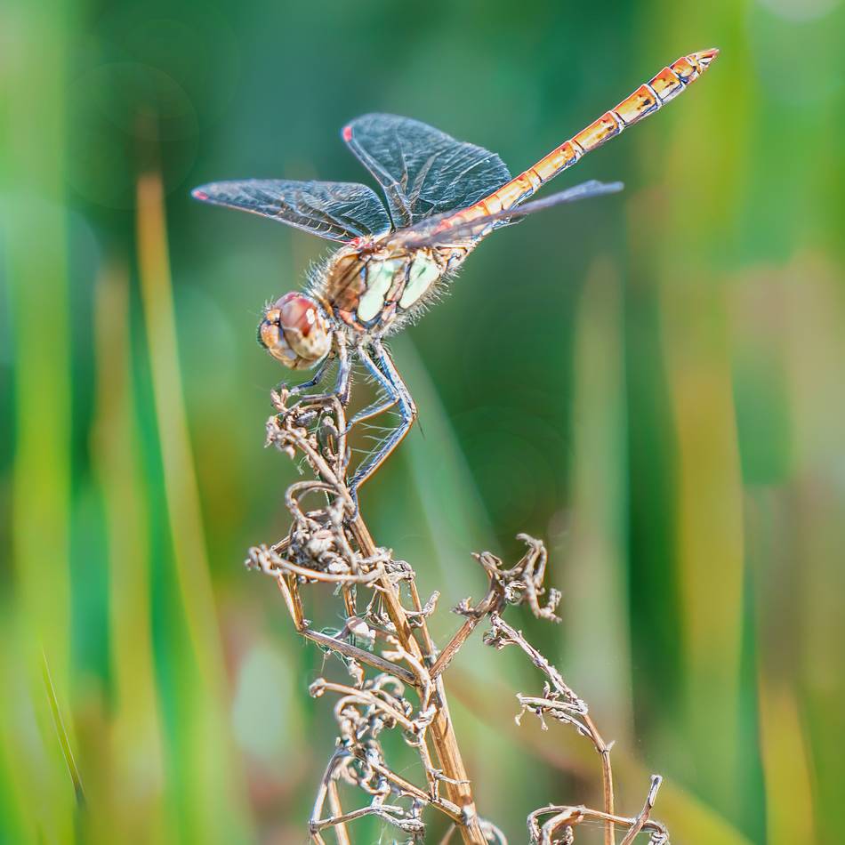 Fotografie in Korschenbroich: Farbenfrohe Fotos aus der Fülle der Natur geschöpft