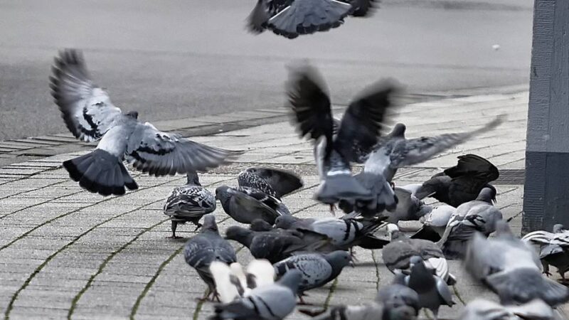 Weckruf im Stadtrat: Heftige Kritik am Taubenkonzept