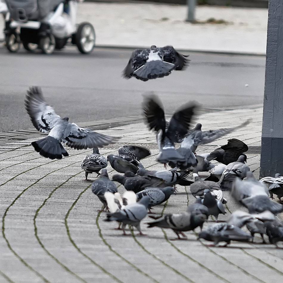 Weckruf im Stadtrat: Heftige Kritik am Taubenkonzept