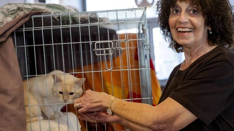 Tierschutz in Düsseldorf: Immer wieder überfüllt – das Tierheim baut für 1,8 Millionen Euro an