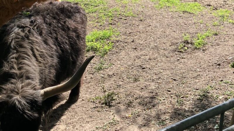 Auf dem Landschaftshof Baerlo in Nettetal: Was passiert jetzt mit den Hochlandrindern?