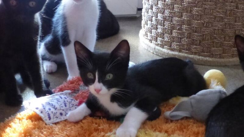 Tier der Woche in Nettetal: Katzen-Nachwuchs braucht eine neue Heimat