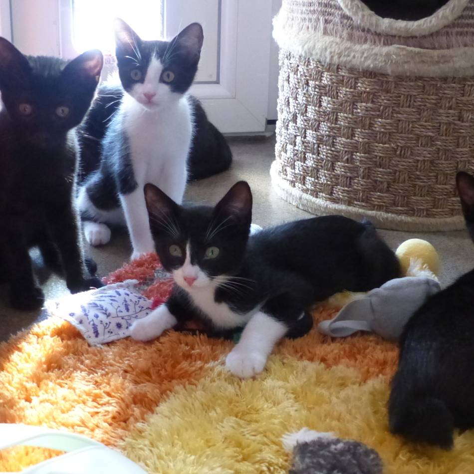 Tier der Woche in Nettetal: Katzen-Nachwuchs braucht eine neue Heimat