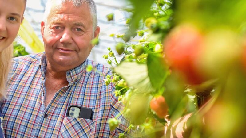 „Das Jahr ist durchwachsen“: Erdbeerbauern im Kreis Viersen ziehen erste Bilanz
