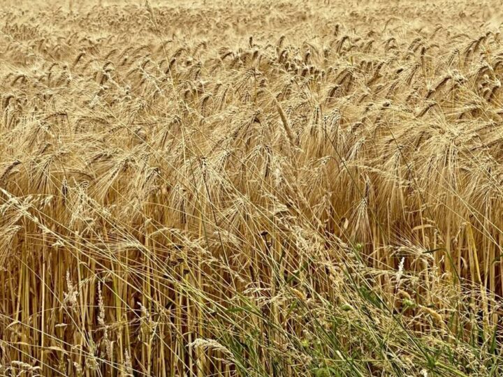 Bauern im Kreis Kleve: Getreideernte hat begonnen – doch Hitze bedroht den Weizen