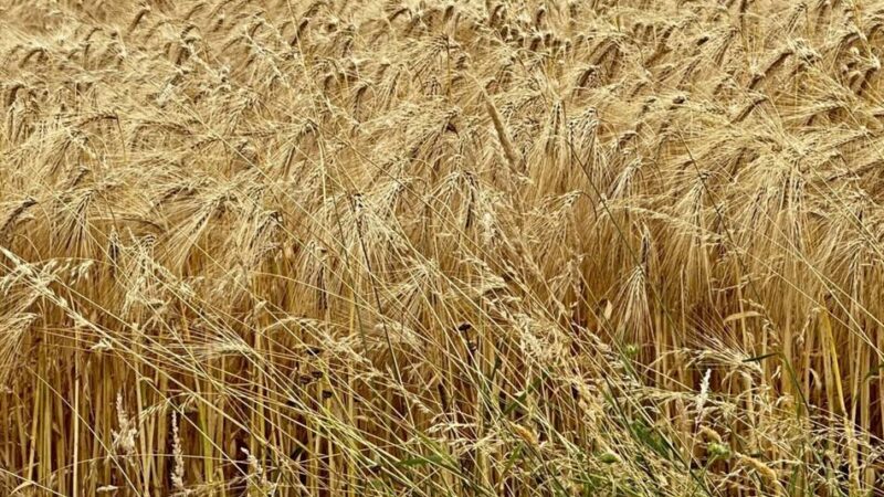 Bauern im Kreis Kleve: Getreideernte hat begonnen – doch Hitze bedroht den Weizen