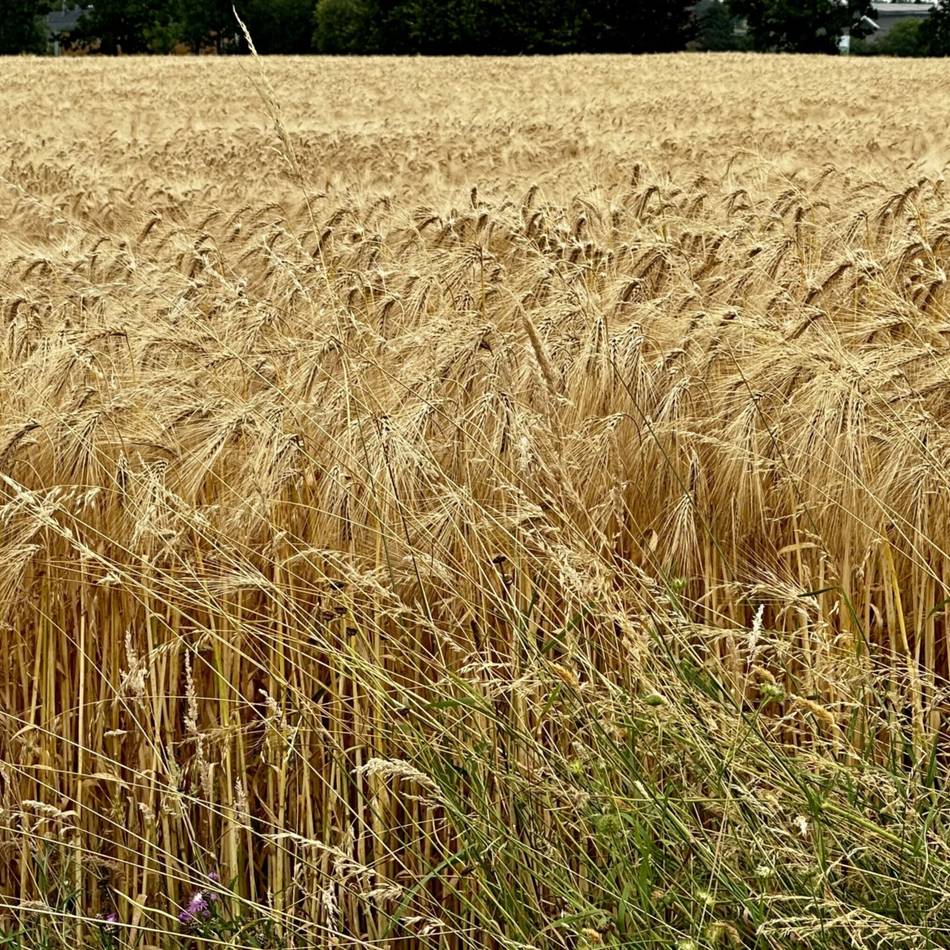 Bauern im Kreis Kleve: Getreideernte hat begonnen – doch Hitze bedroht den Weizen