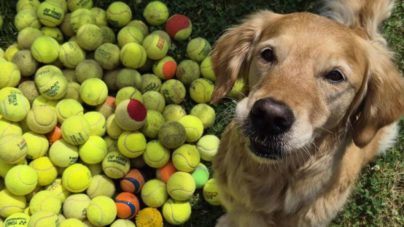 Golden Retriever aus Neuss mit besonderem Hobby: „Sunny findet immer irgendwo einen Ball“