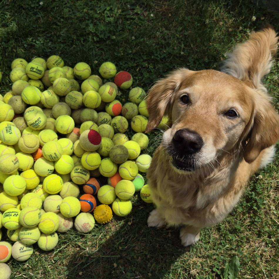 Golden Retriever aus Neuss mit besonderem Hobby: „Sunny findet immer irgendwo einen Ball“