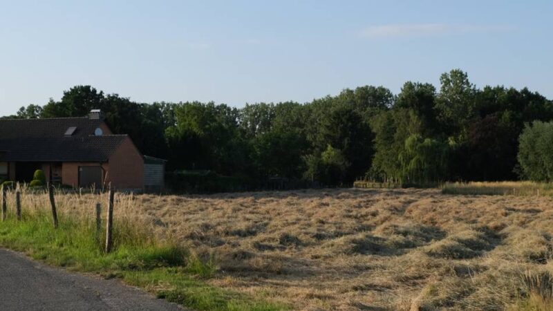 Brauchtumspflege in Mönchengladbach: Dieses Feld wird zu einer Hochzeitswiese