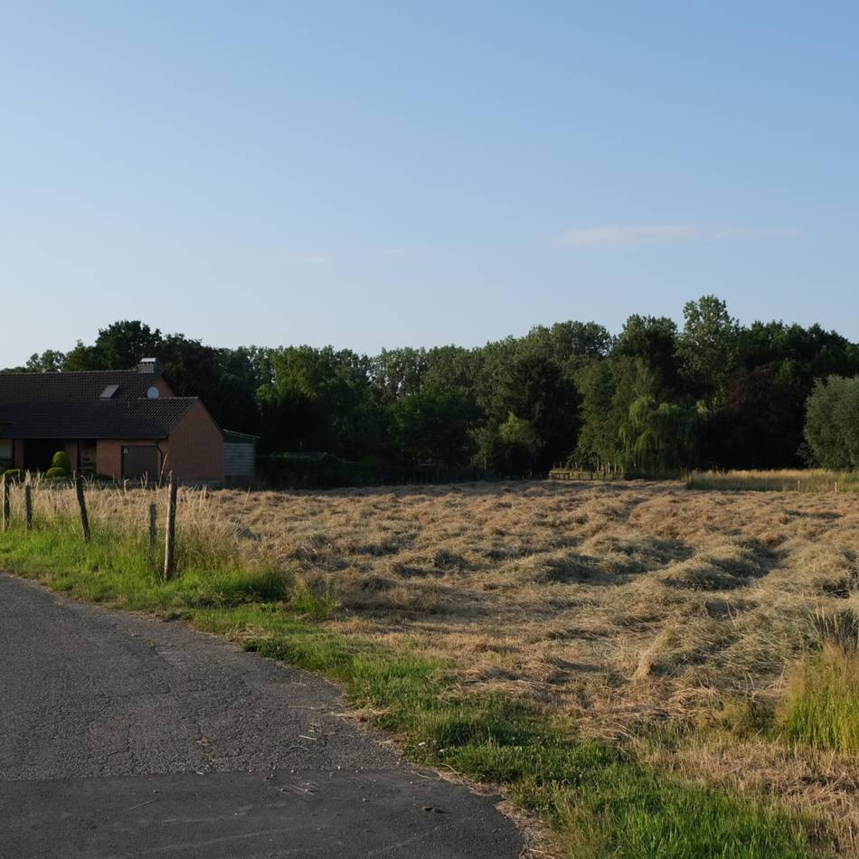Brauchtumspflege in Mönchengladbach: Dieses Feld wird zu einer Hochzeitswiese