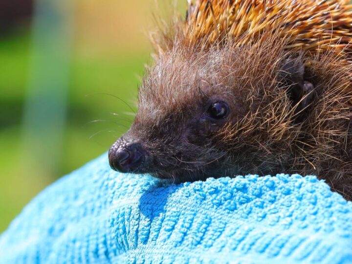 Xantenerin gibt Tipps: Wie dem Igel geholfen werden kann