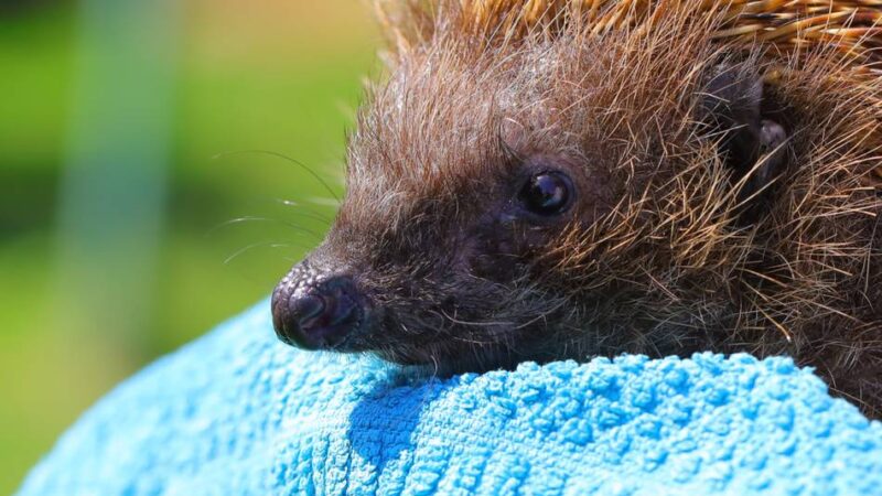 Xantenerin gibt Tipps: Wie dem Igel geholfen werden kann