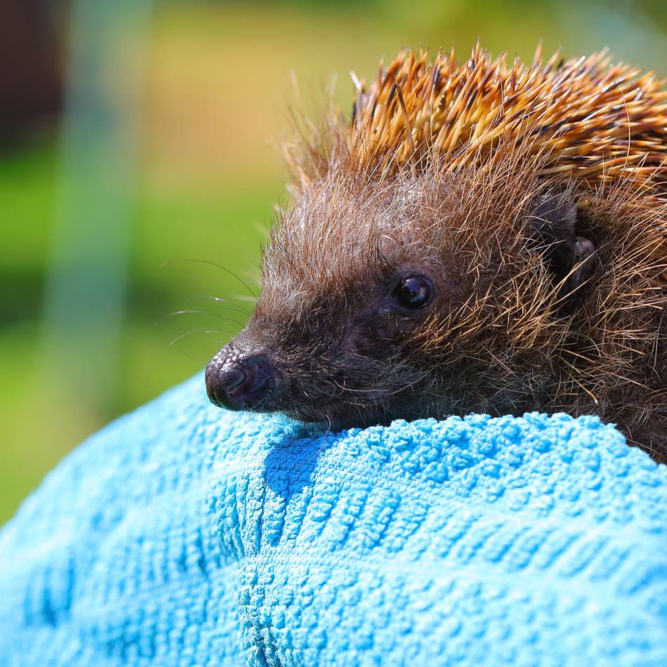 Xantenerin gibt Tipps: Wie dem Igel geholfen werden kann