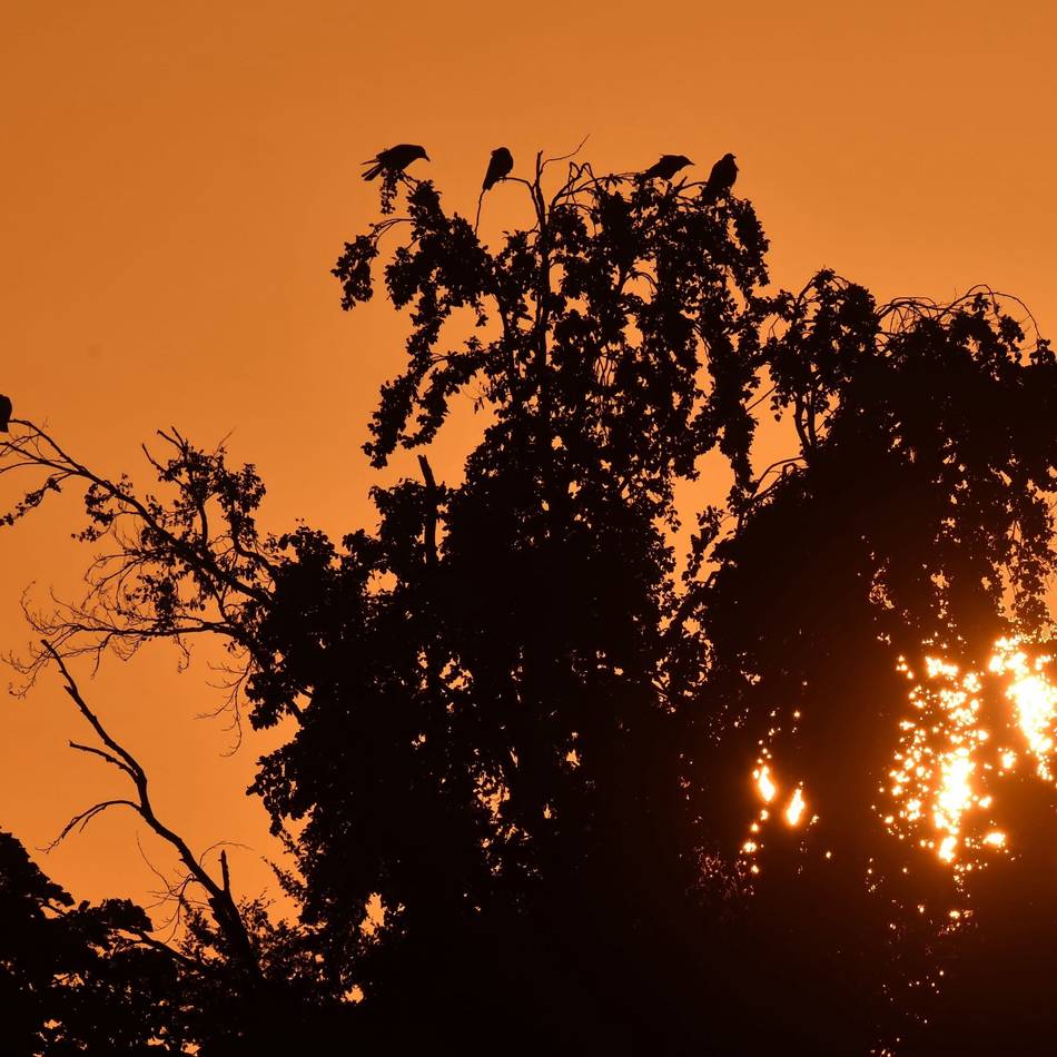 Urlaubszeit in Meerbusch: Abheben mit dem Sonnenaufgang