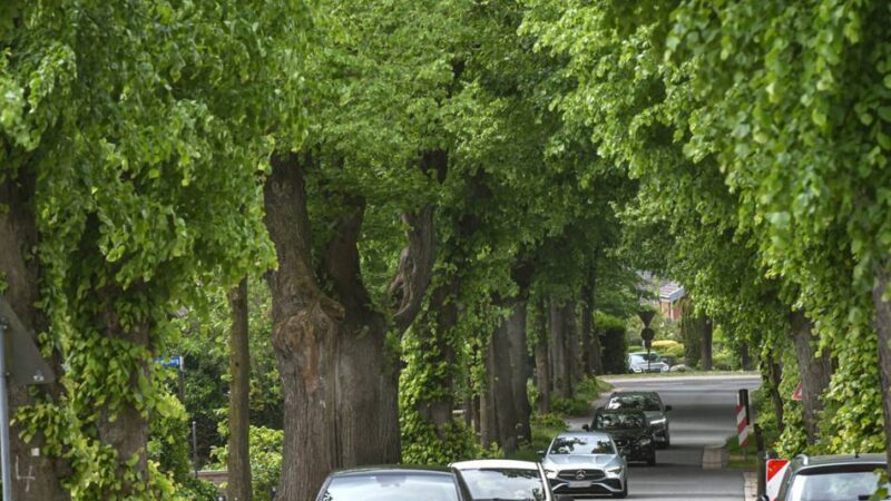 Aushängeschild der Alleenstadt: Königsallee in Kleve wird für Baumarbeiten gesperrt