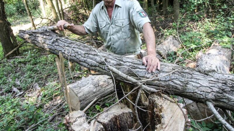 Gefahr im Wald in Grevenbroich: Förster warnt – viele Bäume sind so geschwächt, dass sie umstürzen