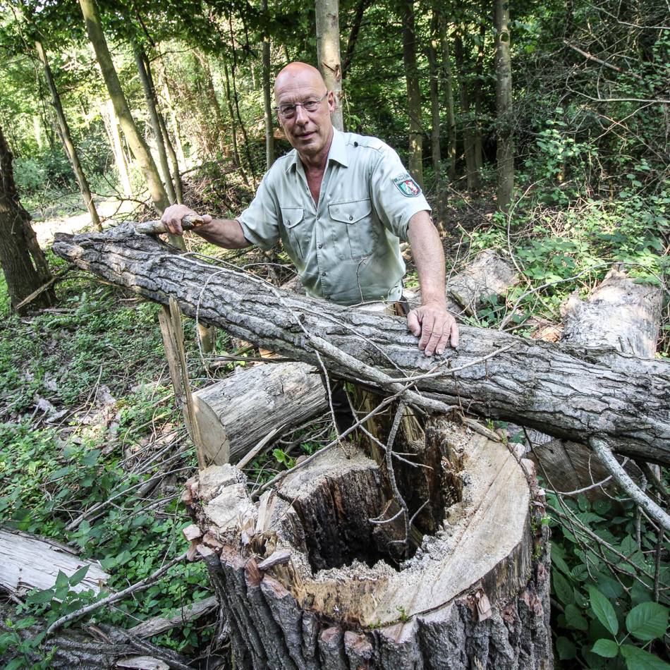 Gefahr im Wald in Grevenbroich: Förster warnt – viele Bäume sind so geschwächt, dass sie umstürzen