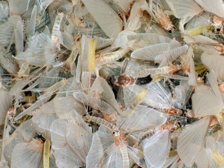 Was dahinter steckt: Insektenalarm am Duisburger Hauptbahnhof