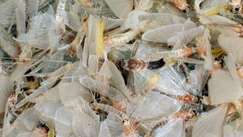 Was dahinter steckt: Insektenalarm am Duisburger Hauptbahnhof