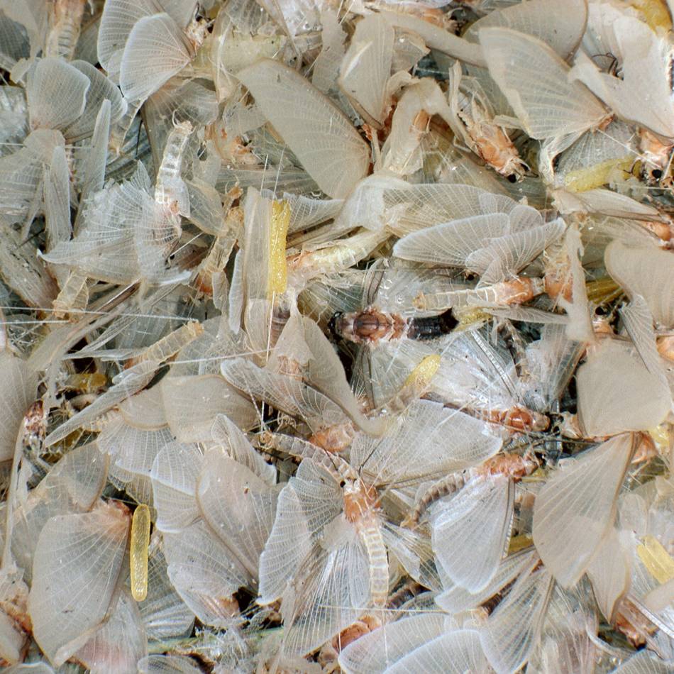 Was dahinter steckt: Insektenalarm am Duisburger Hauptbahnhof