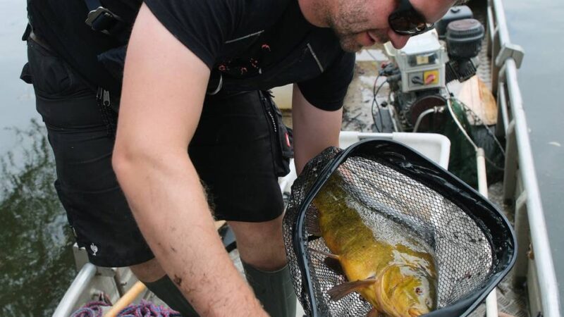 Abtskücher Teich in Heiligenhaus: Fische ziehen in andere Gewässer um