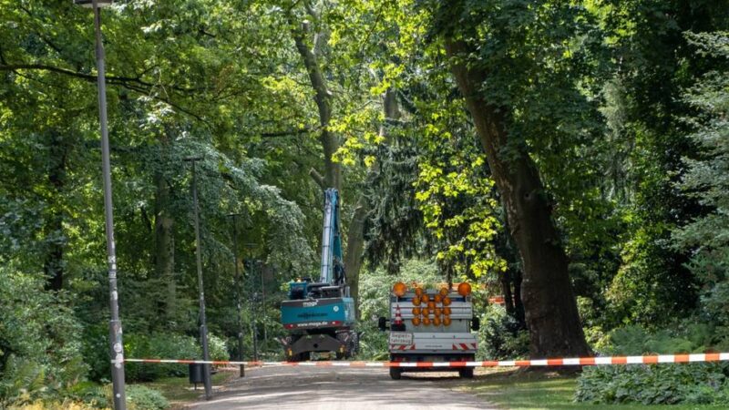Sperrung in Mönchengladbacher Park: Prominenter Baum im Bunten Garten muss gefällt werden