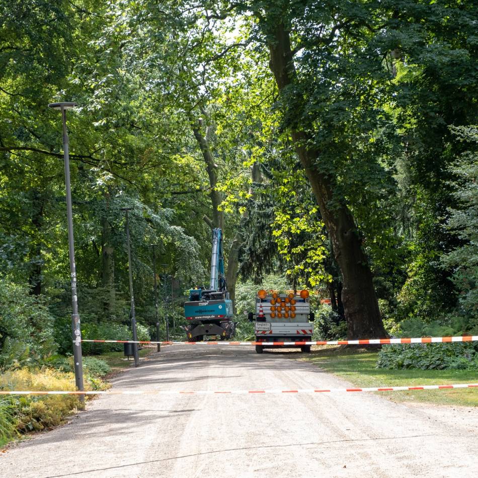 Sperrung in Mönchengladbacher Park: Prominenter Baum im Bunten Garten muss gefällt werden