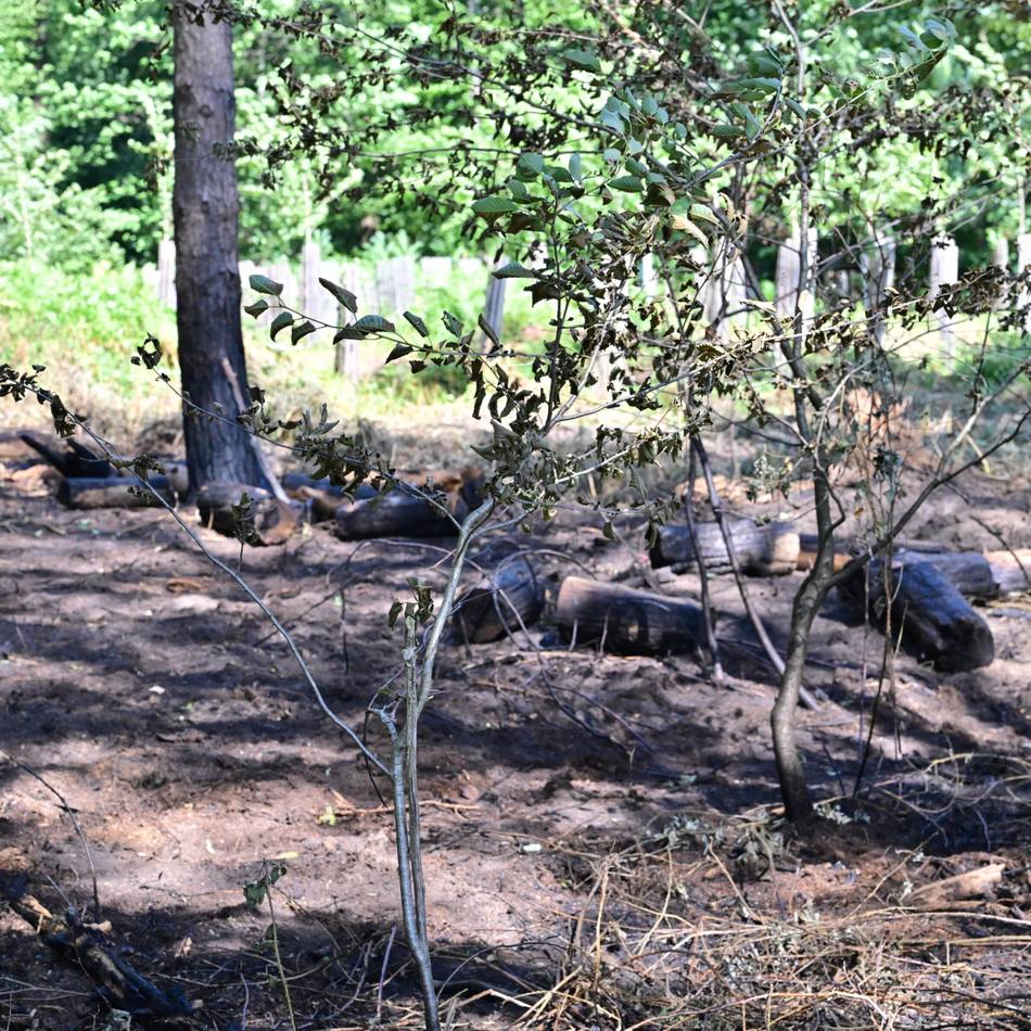 Waldbrand in Dormagen: „Die Polizei hält mutwillige Brandstiftung für am wahrscheinlichsten“