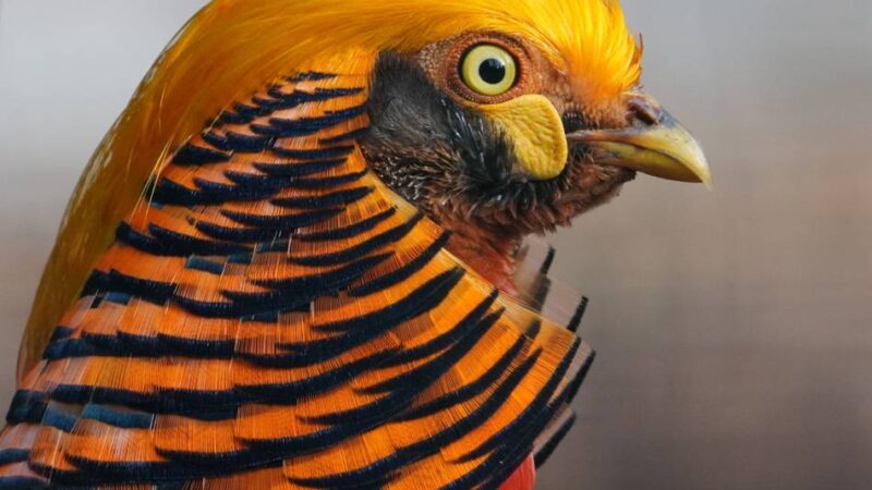 Nachwuchs im Tiergarten Kleve: Nach fünf Jahren schlüpfen wieder Goldfasane