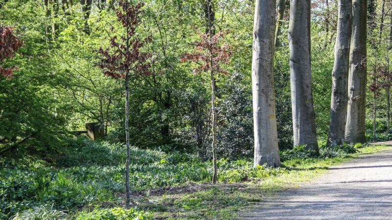 Klimaschutz in Grevenbroich: Stadt investiert in neue Bäume und Grünflächen