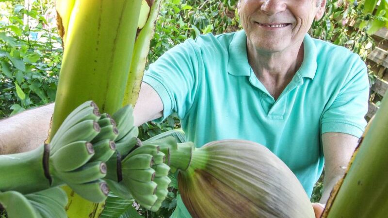 Südfrucht gedeiht an der Erft: In Grevenbroich wachsen jetzt Bananen