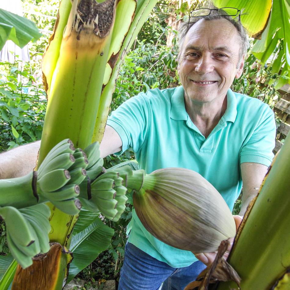Südfrucht gedeiht an der Erft: In Grevenbroich wachsen jetzt Bananen