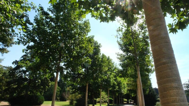 Poensgenpark Ratingen : Darum sind die Bäume bandagiert