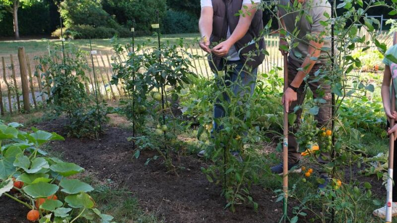 Mit dem Profi durchs Gartenjahr: Gemüse benötigt jetzt ausgiebig Wasser